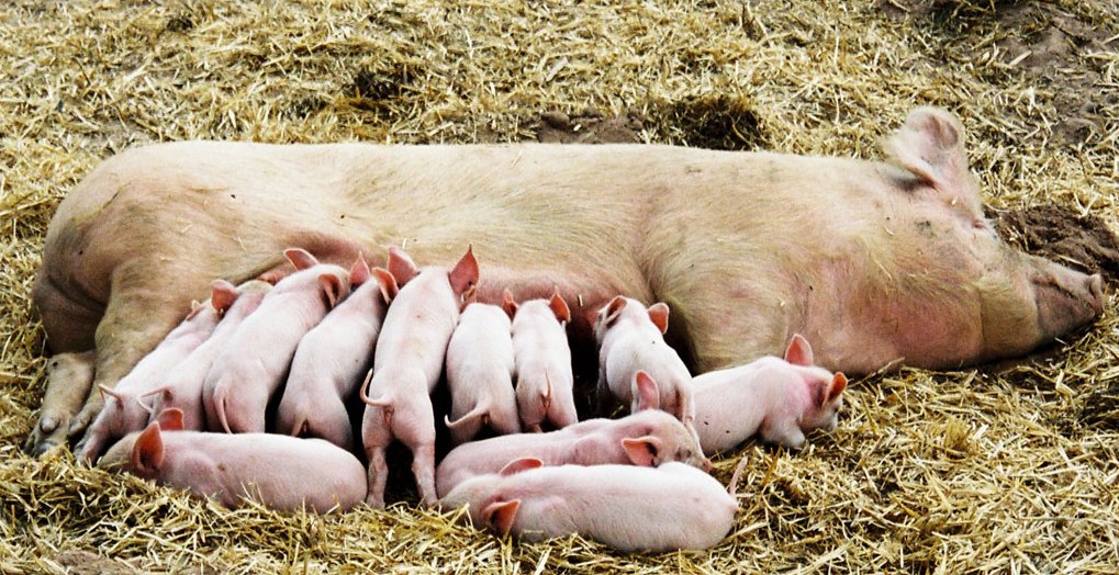 Pig & Piglets